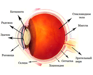 Операция глаукома и катаракта клиники и цены